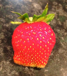 The very first strawberry from the lovingly tended garden of my husband, Mr. H. by Alexandra Hanson-Harding
